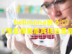 bellmona豌 🦟 豆干细胞（豌豆细胞是真核还是原核）